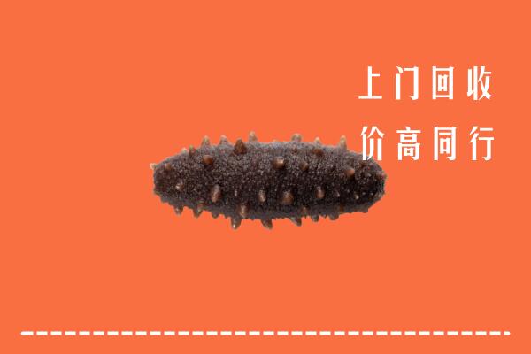 高价求购：金平回收海参